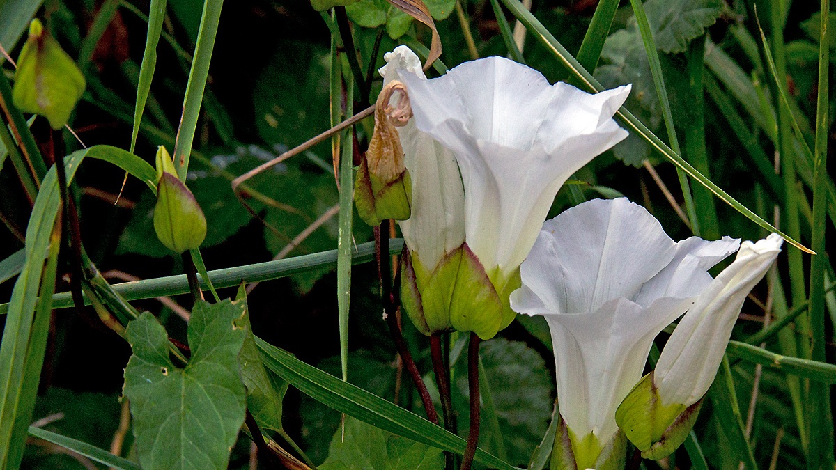 Hedge Bindweed [Calystegia sepium]