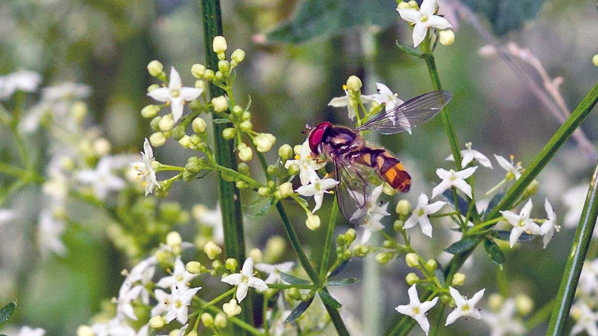 Spotted Thintail [Meliscaeva auricollis]