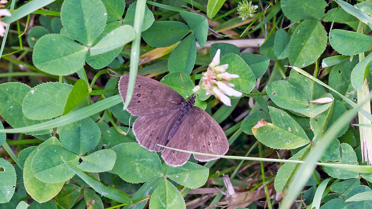 Ringlet [Aphantopus hyperantus]
