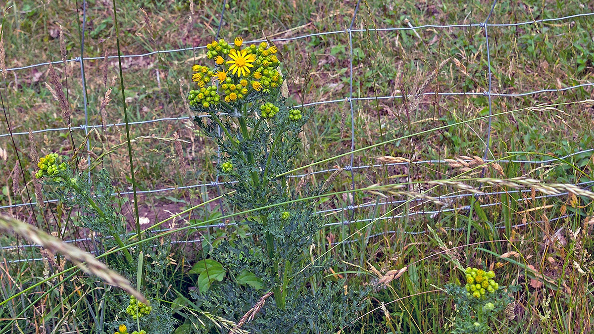 Common Ragwort [Jacobaea vulgaris]