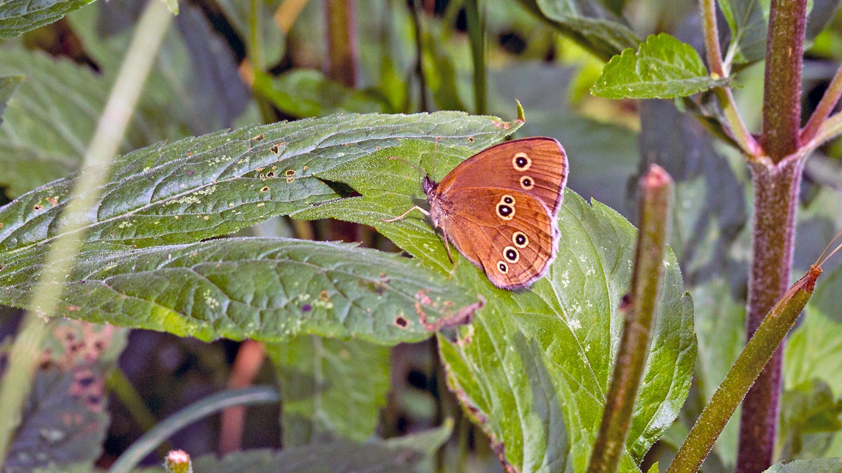 Ringlet [Aphantopus hyperantus]