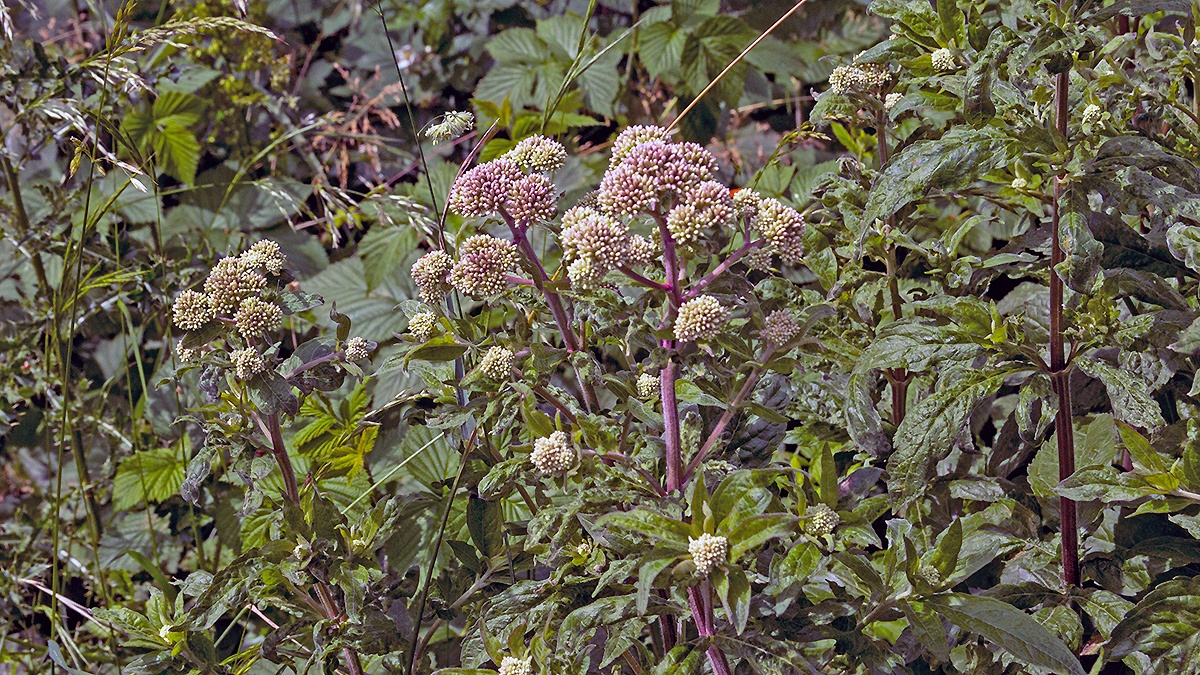 Hemp-agrimony [Eupatorium cannabinum]