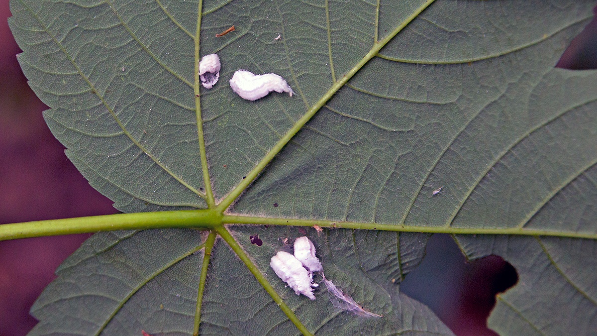 Cottony Hydrangea Scale [Pulvinaria kuwacola]