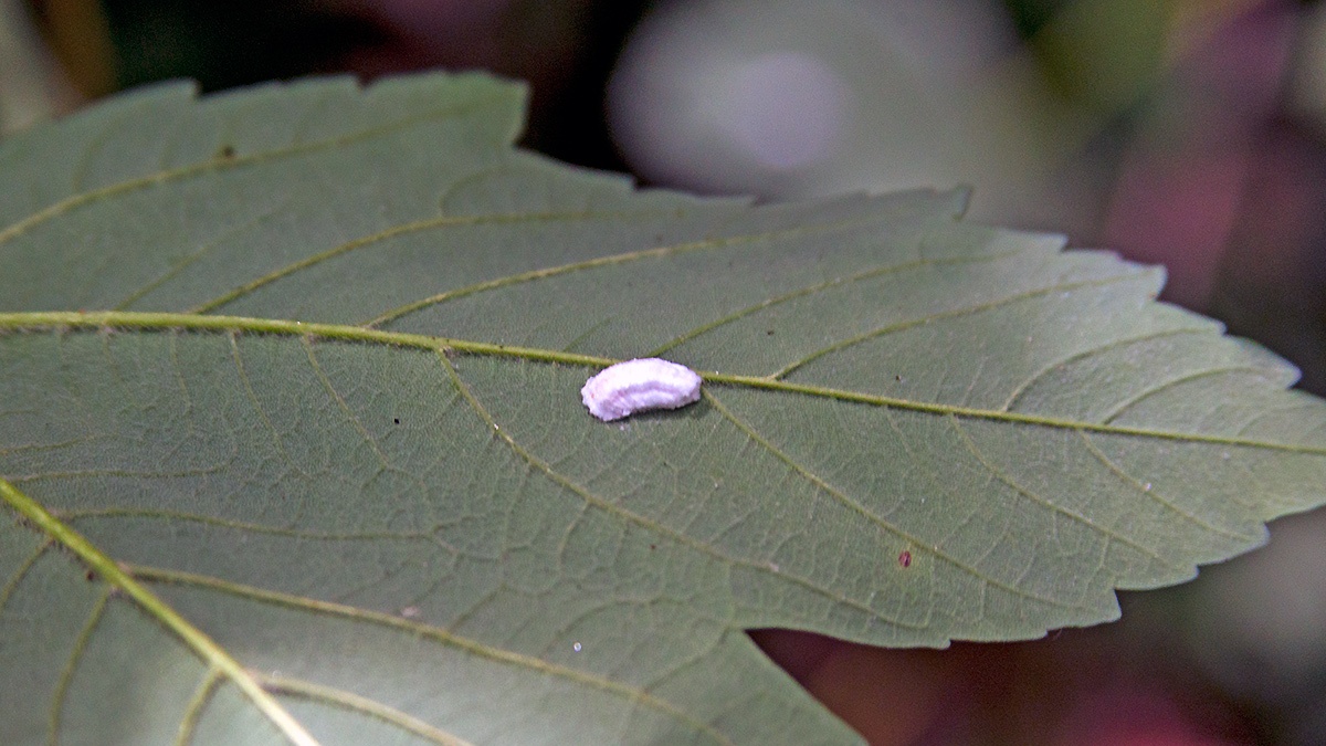 Cottony Hydrangea Scale [Pulvinaria kuwacola]