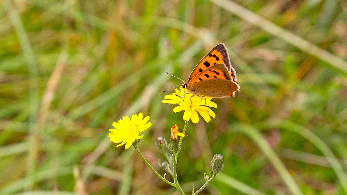 Small Copper [Lycaena phlaeas eleus]