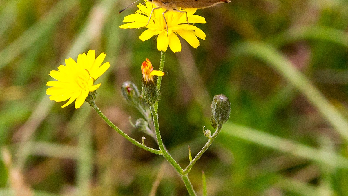 Smooth Hawk's-beard [Crepis capillaris]