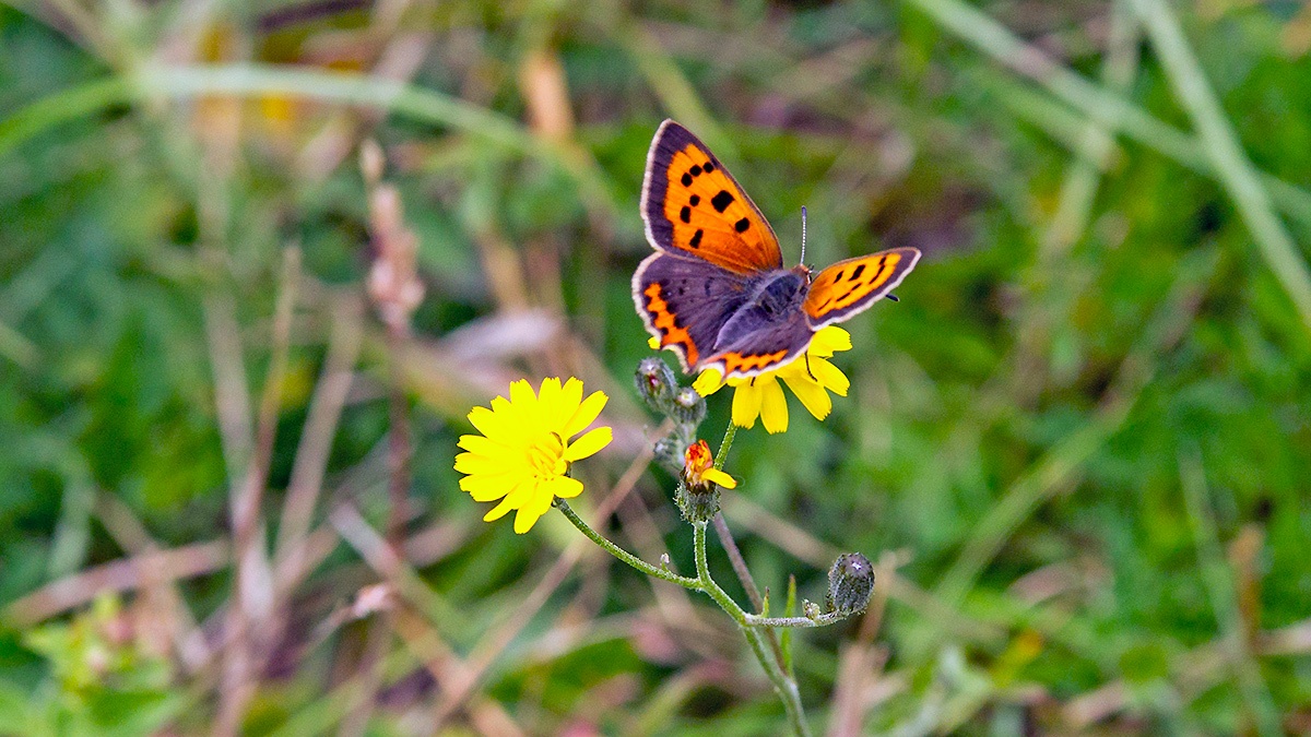 Small Copper [Lycaena phlaeas eleus]
