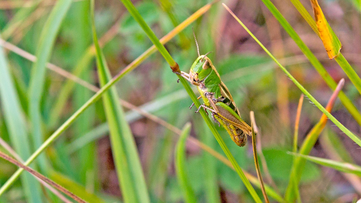 Meadow Grasshopper [Pseudochorthippus parallelus]
