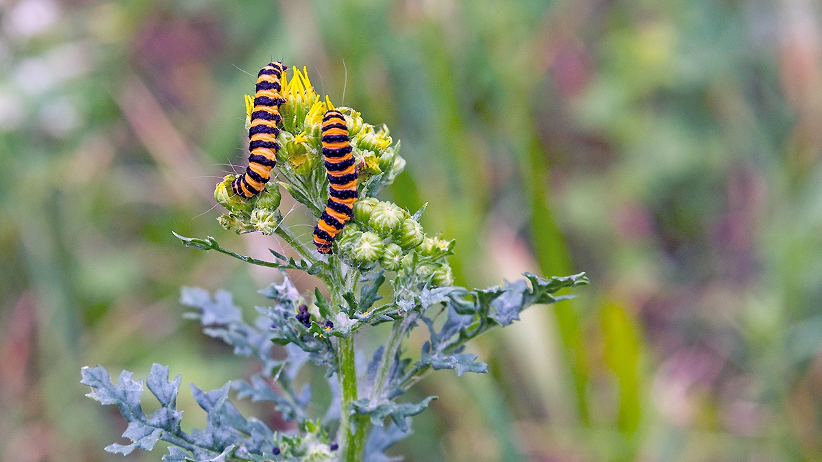 Cinnabar Moth [Tyria jacobaeae]