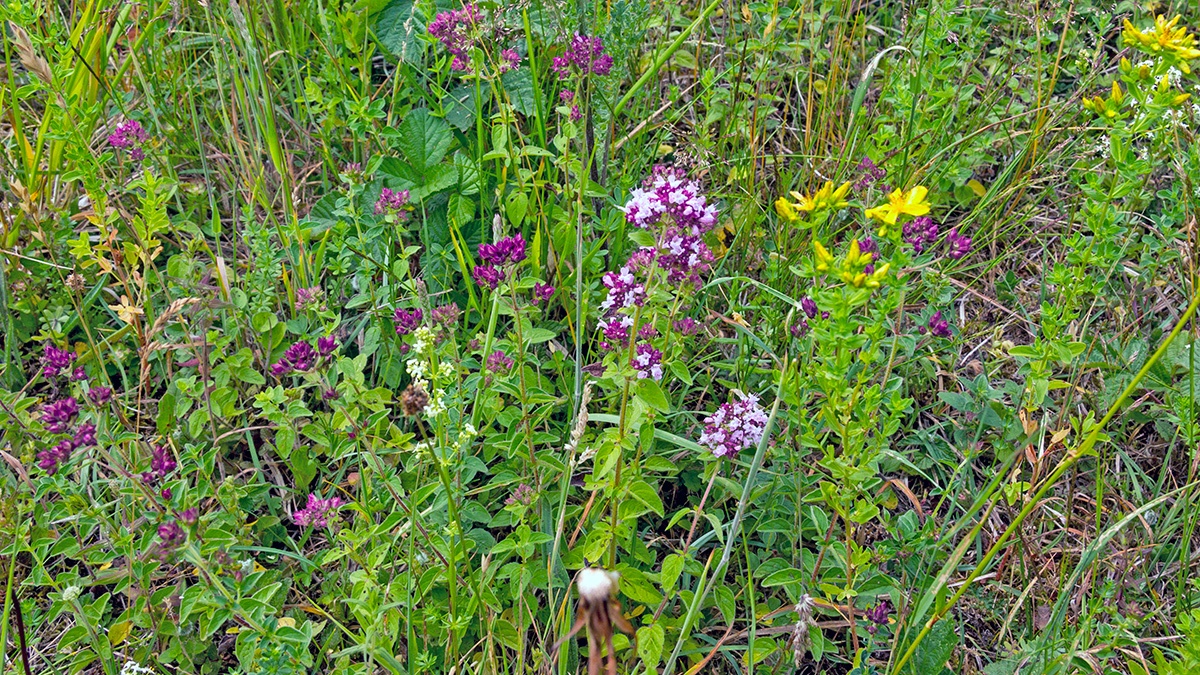 Wild Marjoram [Origanum vulgare]
