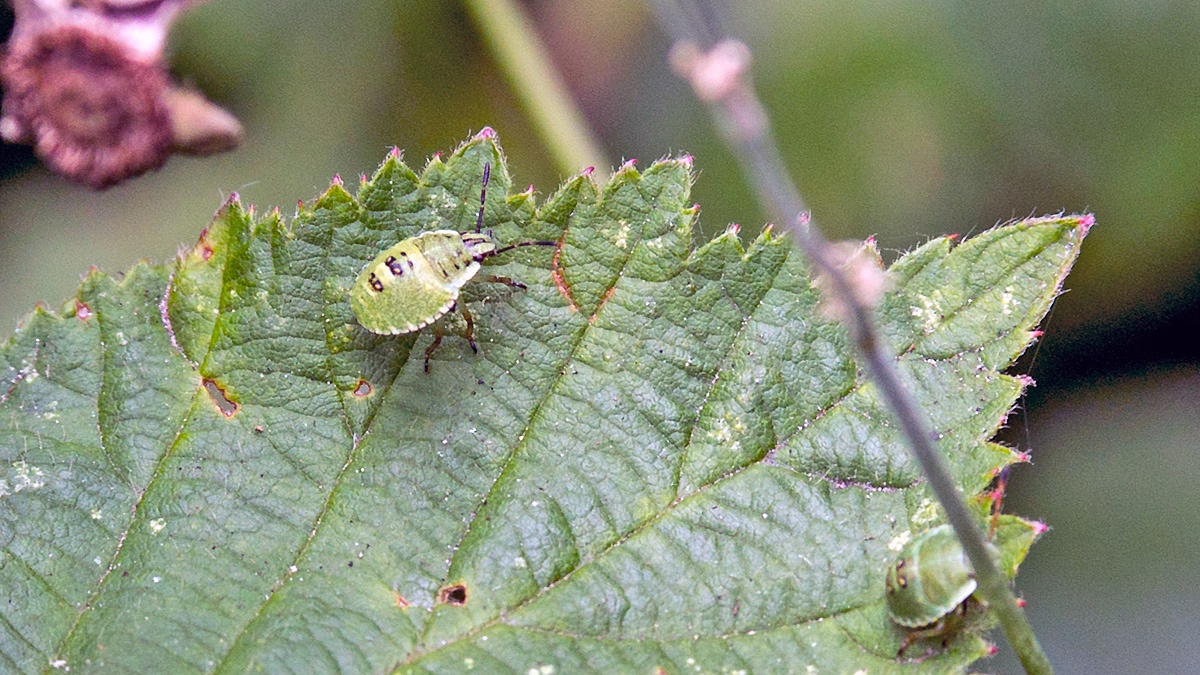 Green Shield Bug [Palomena prasina]