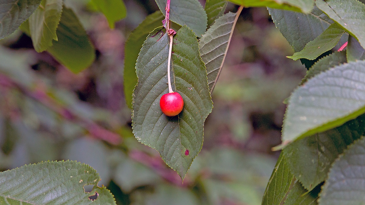Wild Cherry [Prunus avium]