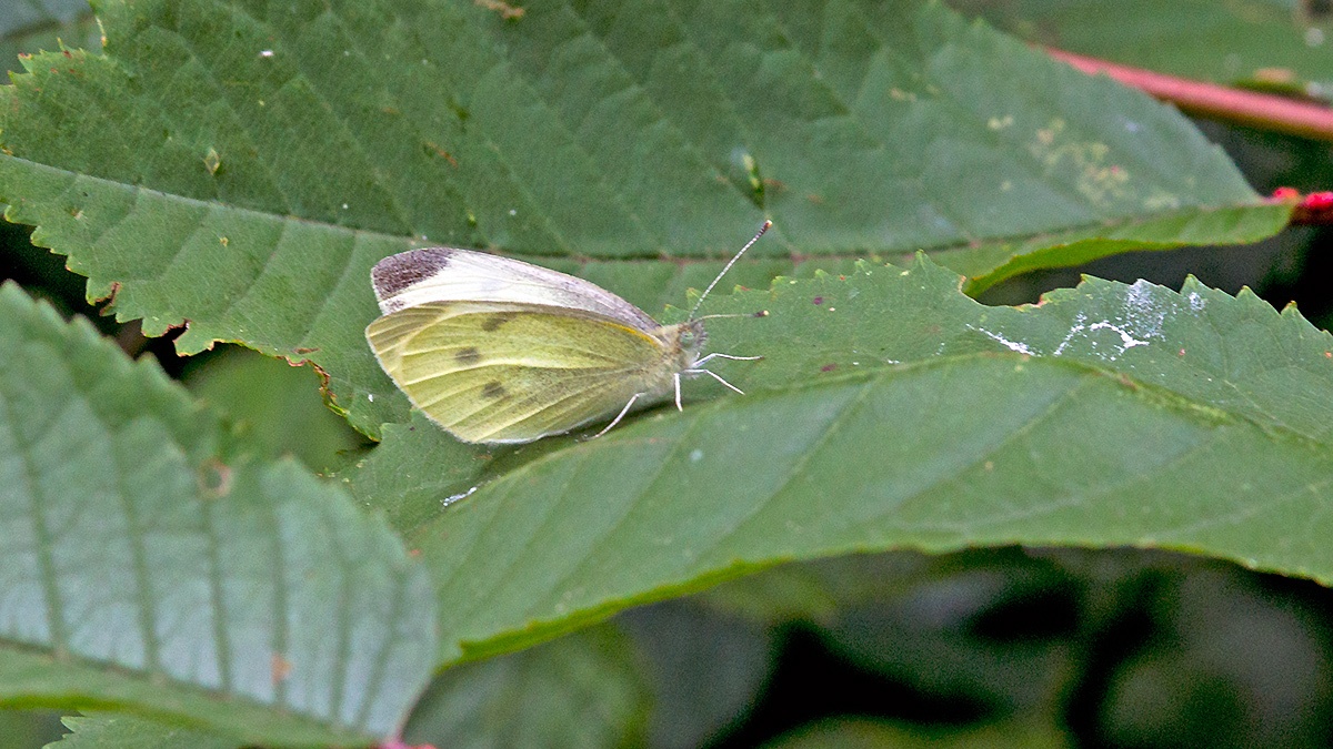 Large White [Pieris brassicae]