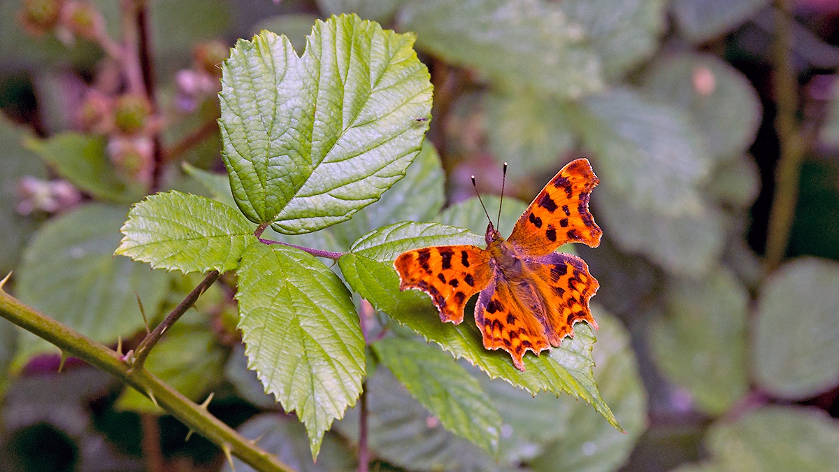 Comma [Polygonia c-album]