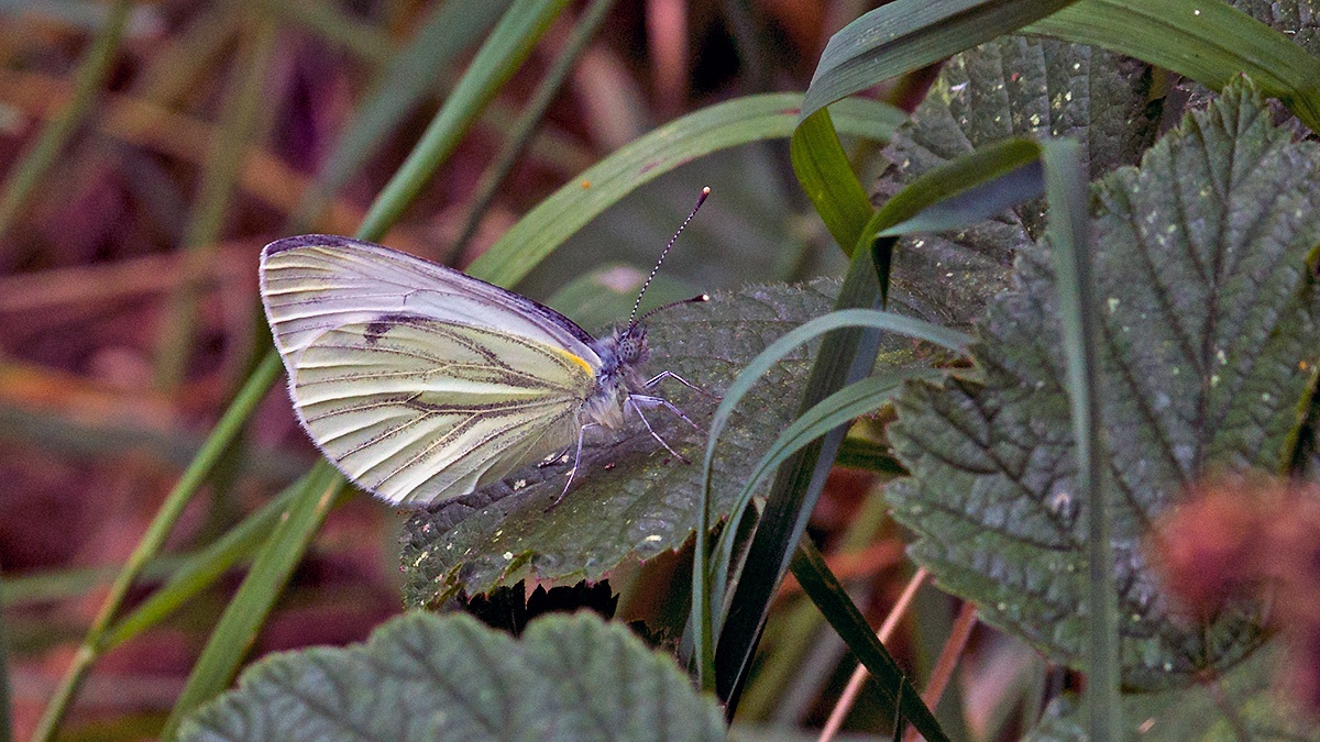 Green-veined White [Pieris napi sabellicae]