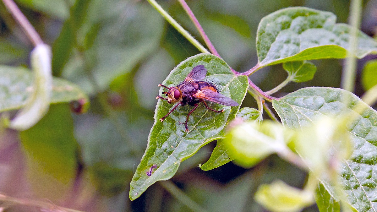 Common Tachinid [Tachina fera]