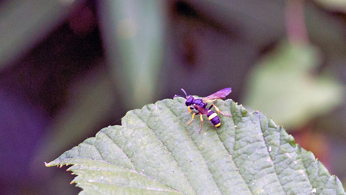 Ornate-tailed Digger Wasp [Cerceris rybyensis]