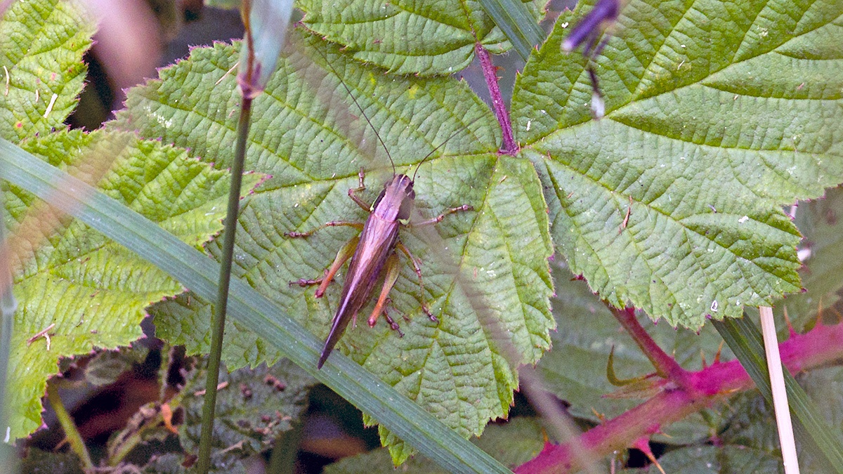Roesel's Bush-cricket [Roeseliana roeselii]