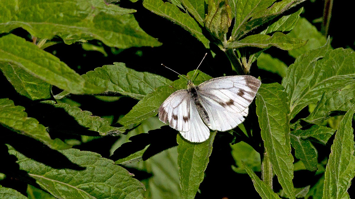 Green-veined White [Pieris napi sabellicae]