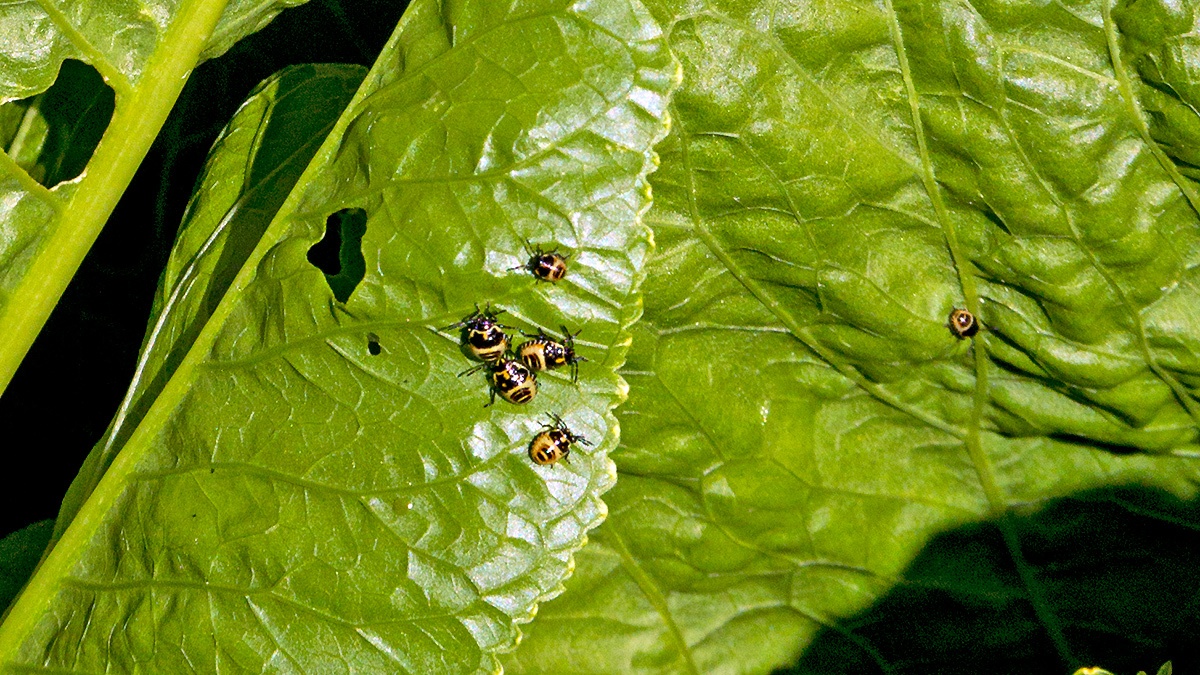 Brassica Shieldbug [Eurydema oleracea]