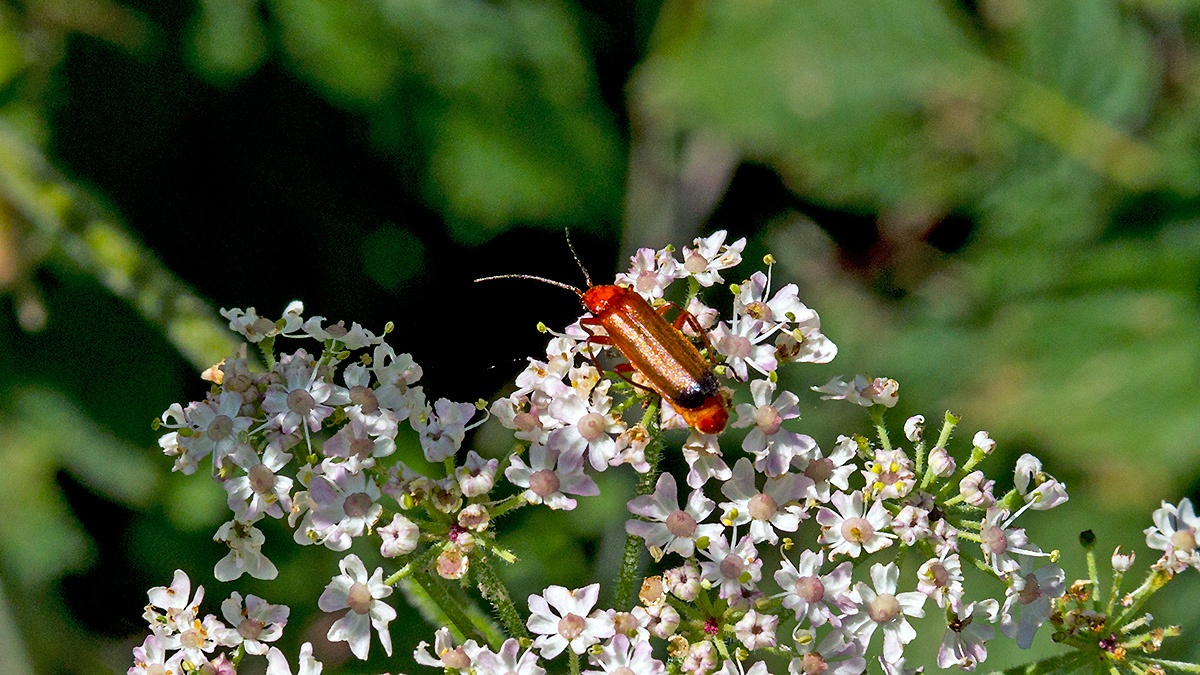 Common Red Soldier Beetle [Rhagonycha fulva]
