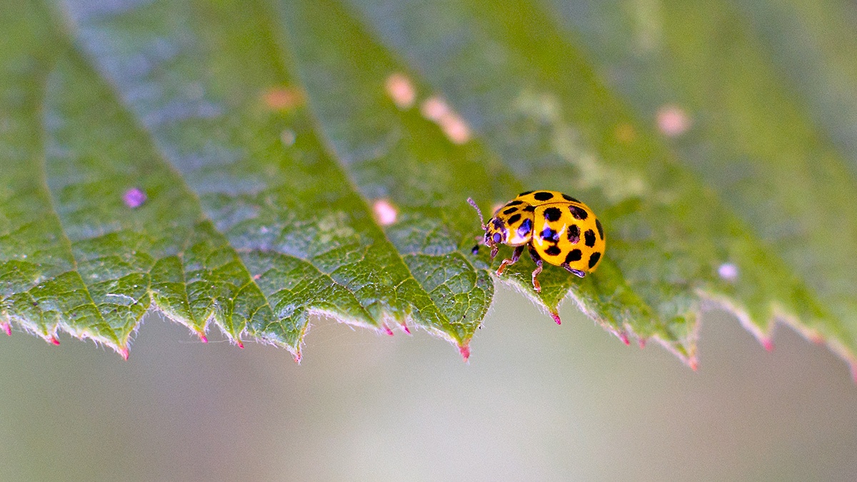 22-spotted Ladybird [Psyllobora vigintiduopunctata]