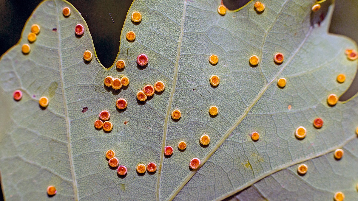 Silk-button Spangle Gall Wasp [Neuroterus numismalis]
