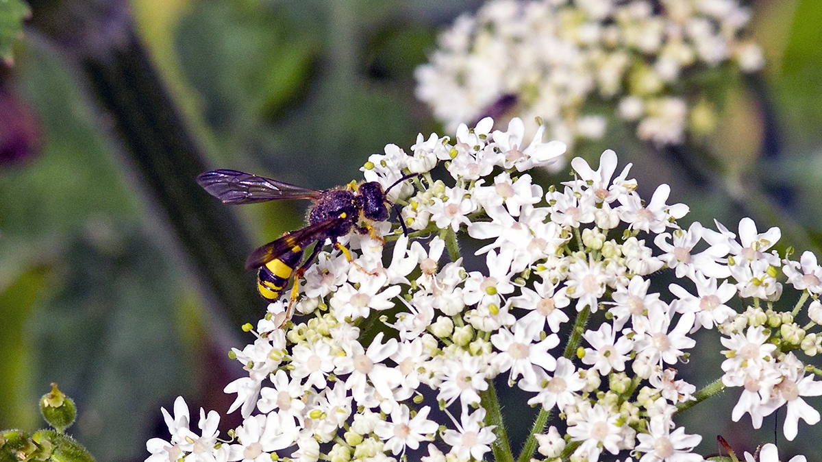 Ornate-tailed Digger Wasp [Cerceris rybyensis]