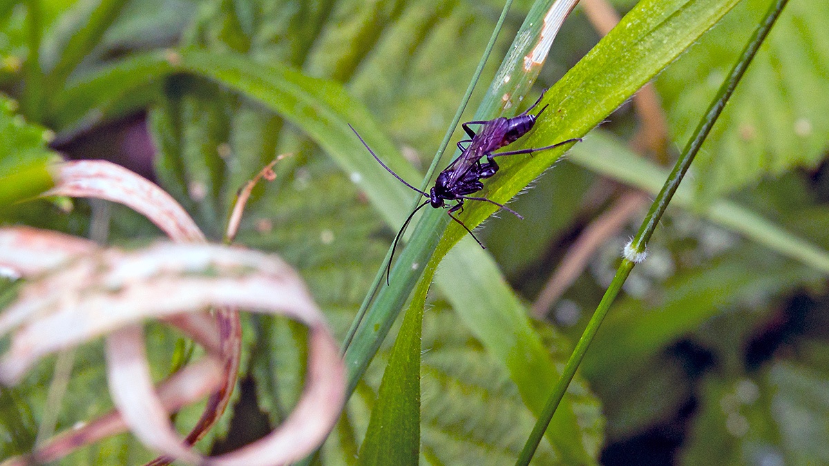ichneumon wasp [cf. Trychosis legator]