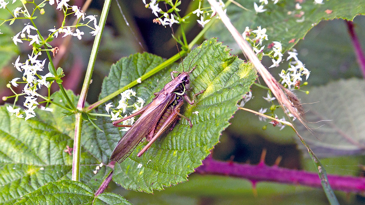 Roesel's Bush-cricket [Roeseliana roeselii]