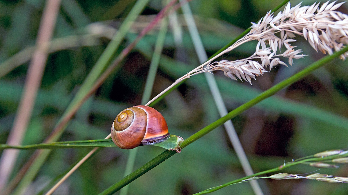 Brown-lipped Snail [Cepaea nemoralis]