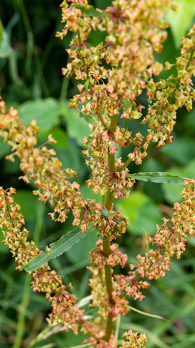 Curly Dock [Rumex crispus]