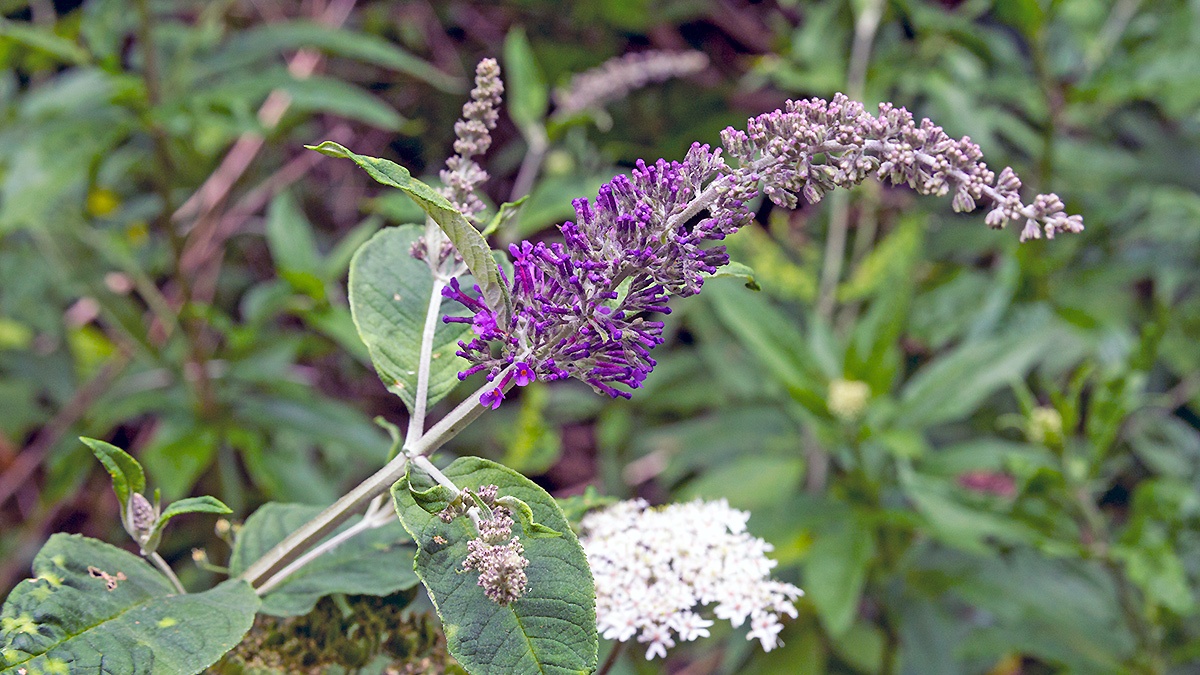 Butterfly Bush [Buddleja sp.]