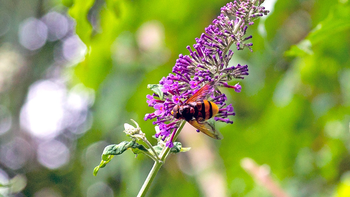 Hornet Hoverfly [Volucella zonaria]