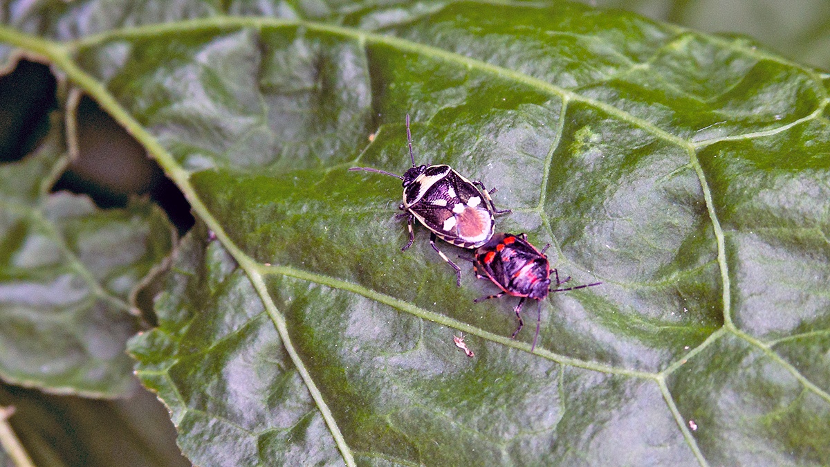 Brassica Shield Bug [Eurydema oleracea]
