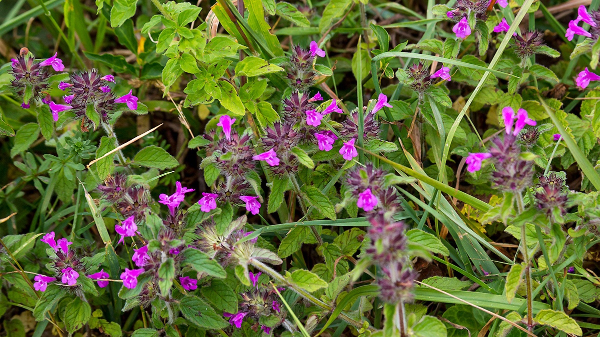 Wild Basil [Clinopodium vulgare]