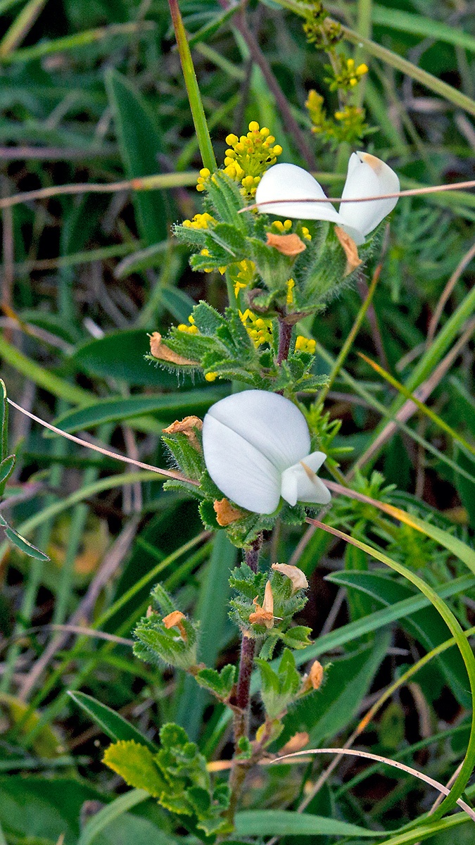 Common Restharrow [Ononis repens]