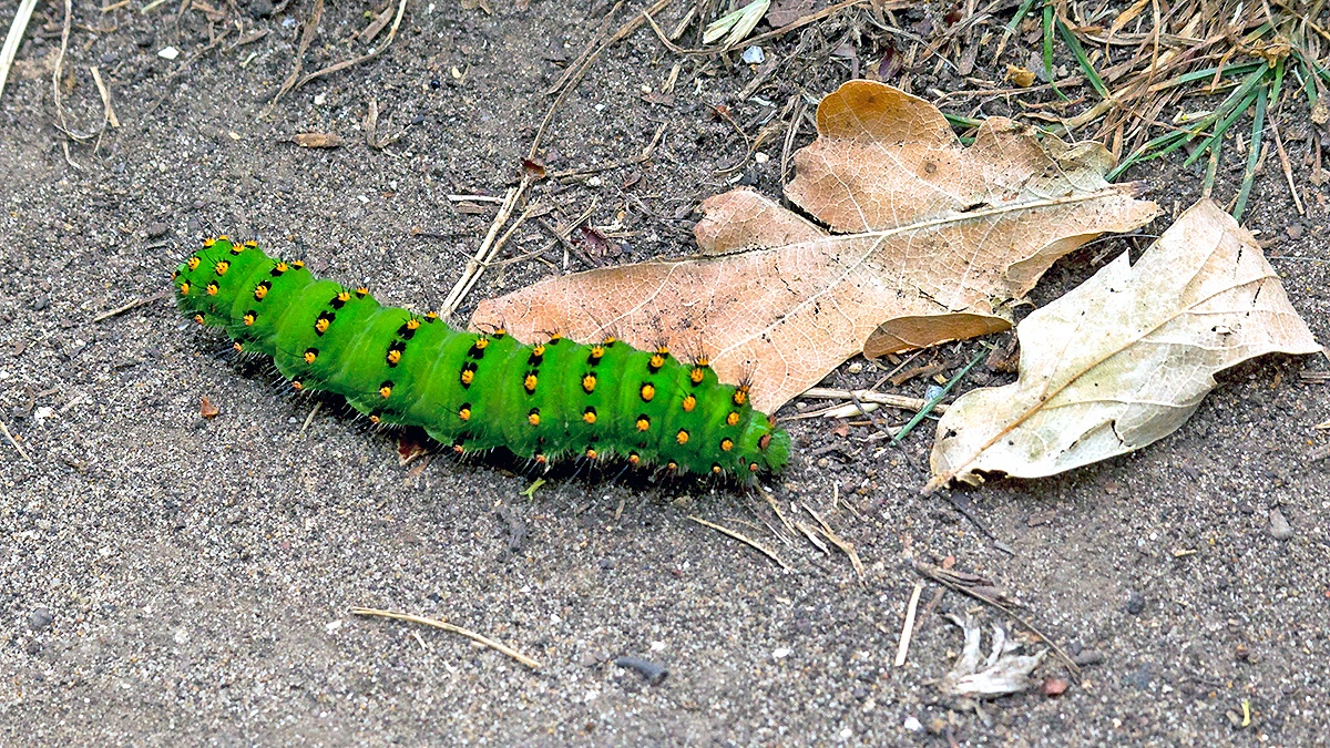 Small Emperor Moth [Saturnia pavonia]
