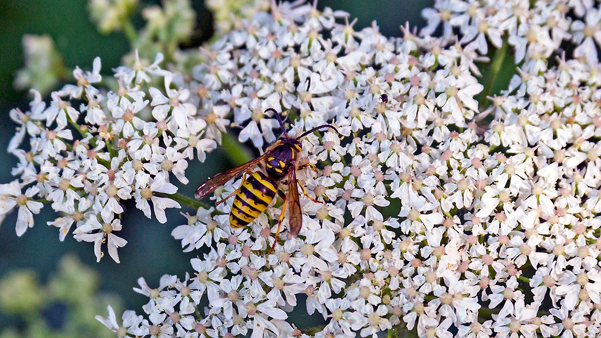 Median Wasp [Dolichovespula media]