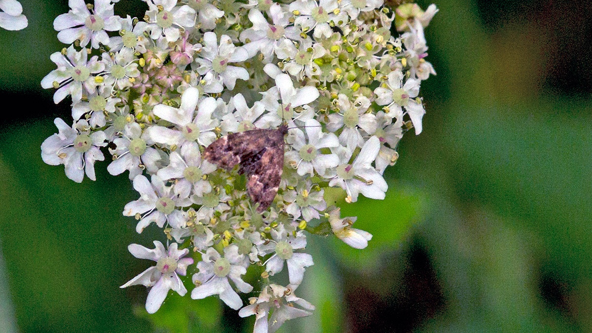 Nettle-tap [Anthophila fabriciana]