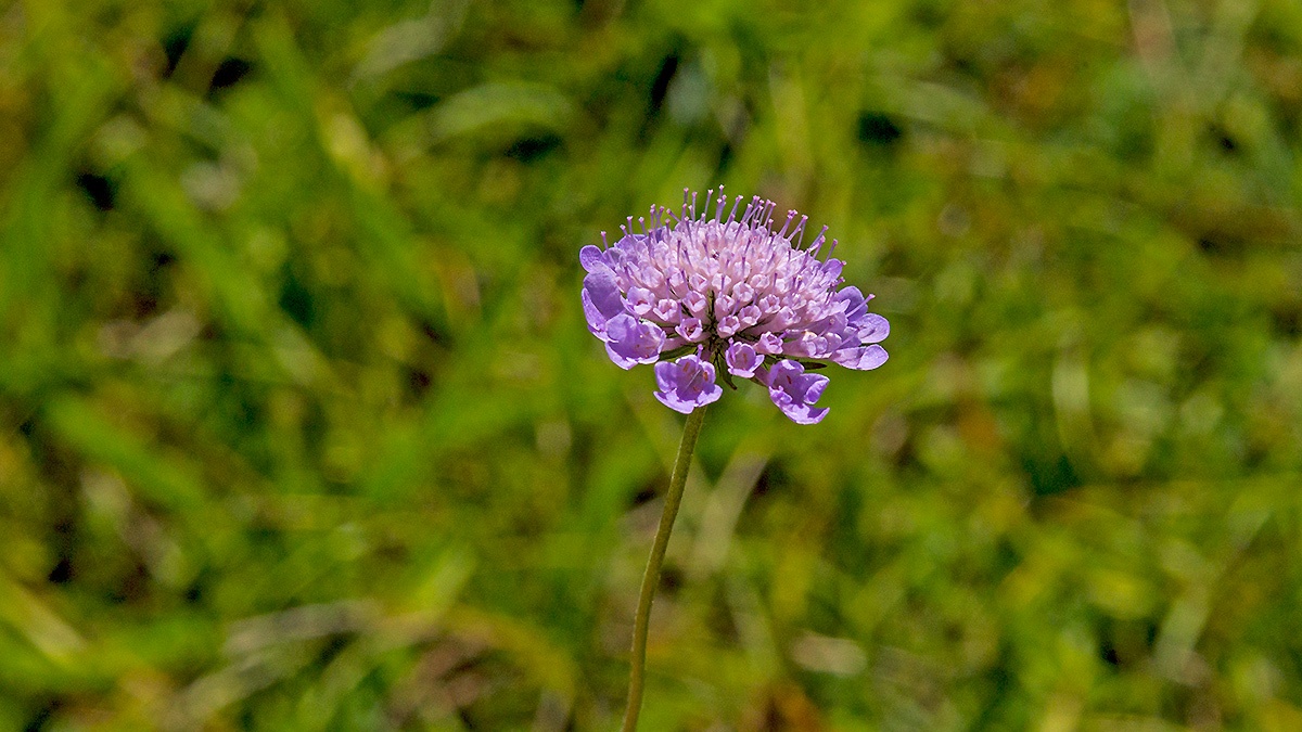 Small Scabious [Scabiosa columbaria]