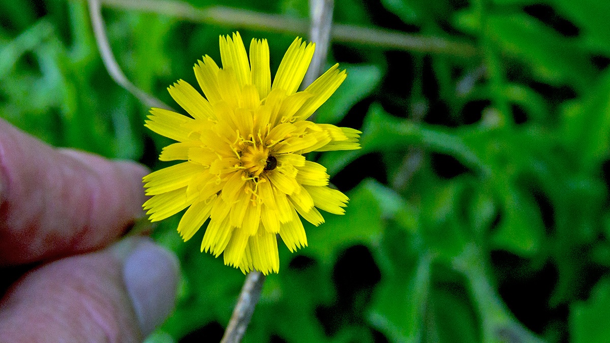 Rough Hawkbit [Leontodon hispidus]