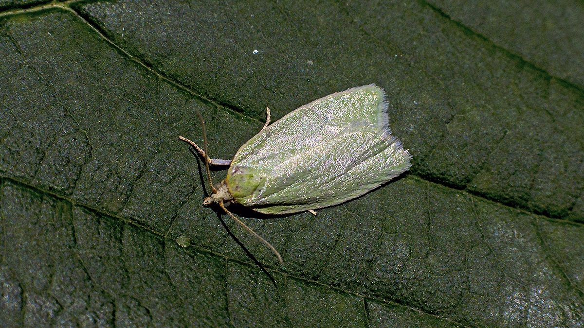 Green Oak Tortrix [Tortrix viridana]