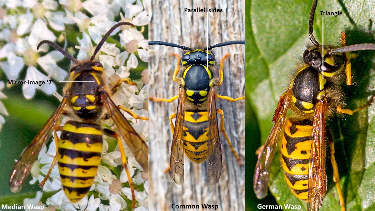 Thoracic markings of 3 common wasps