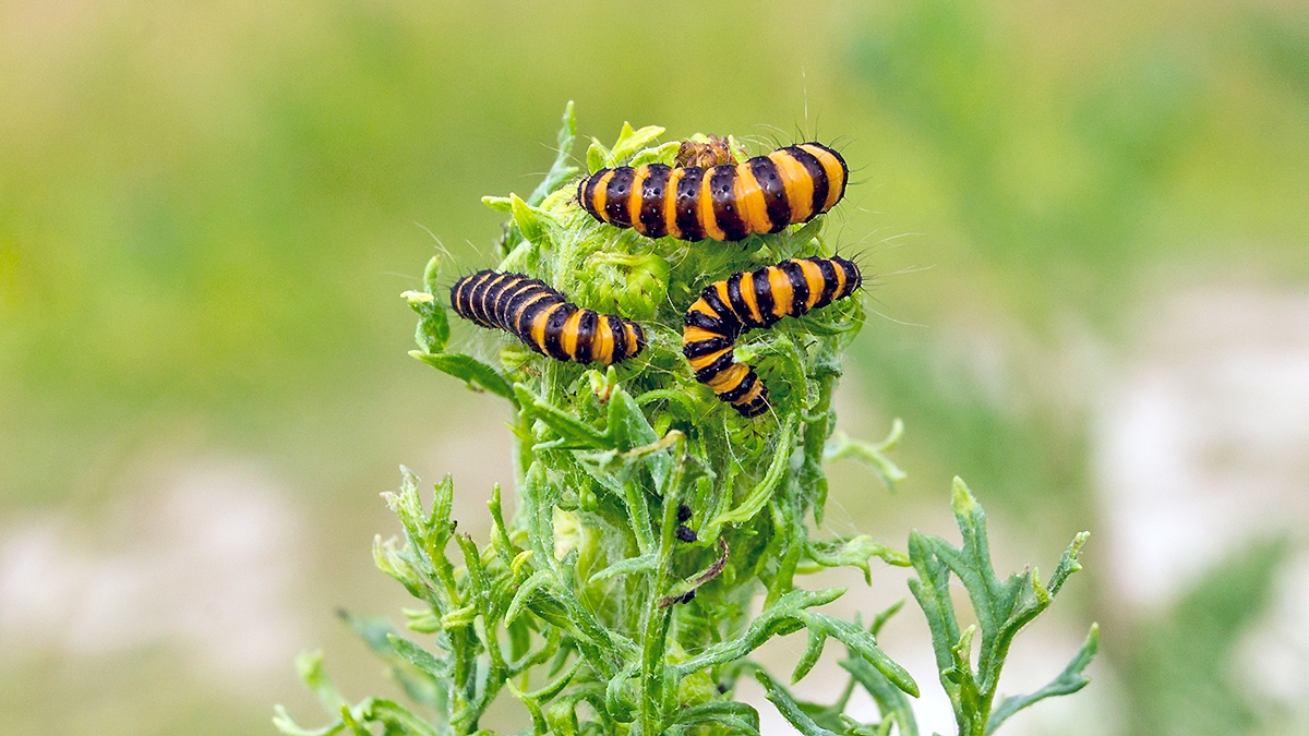 Cinnabar Moth [Tyria jacobaeae]
