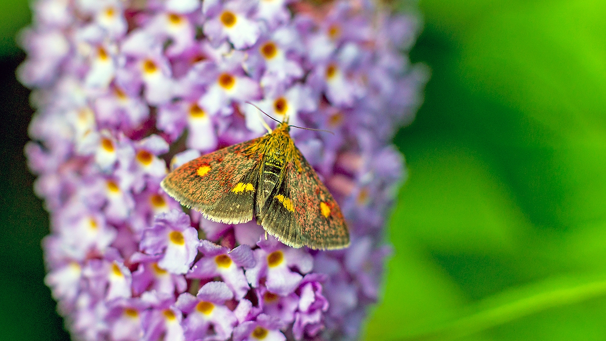 Mint Moth [Pyrausta aurata]
