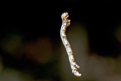 geometer moth caterpillar geometer moth caterpillar