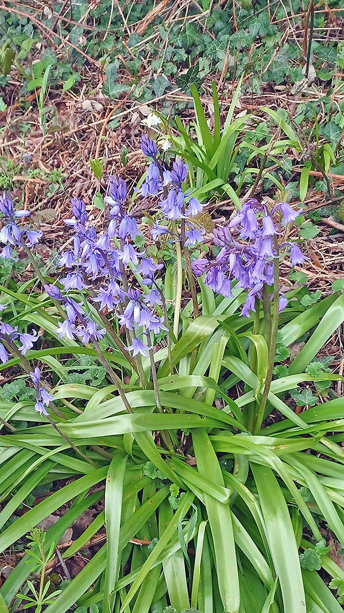 Spanish Bluebell [Hyacinthoides hispanica]