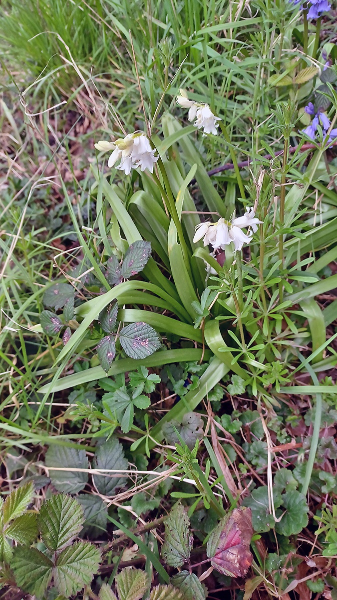 Spanish Bluebell [Hyacinthoides hispanica]