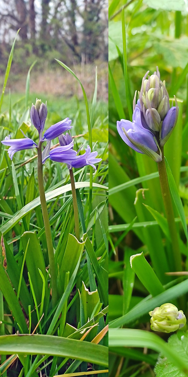 Spanish Bluebell [Hyacinthoides hispanica]
